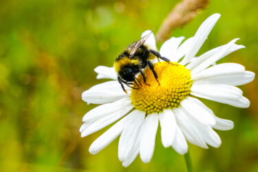 Biodiversity net gain (BNG) solutions for landowners and developers